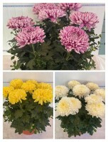 Chrysanthemen uniflora Ø 25