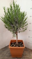 Lavendel stamm 19x19 schale