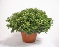 Chrysanthemen mino dreifarbig t21