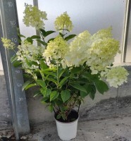 Ortensia Ø19 paniculata